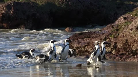 African Penguins Returning to Shore Stock Footage 200136831