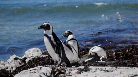 African Penguins on rock Видео 87423236