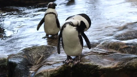 African penguins on a rock Video stock 153657992