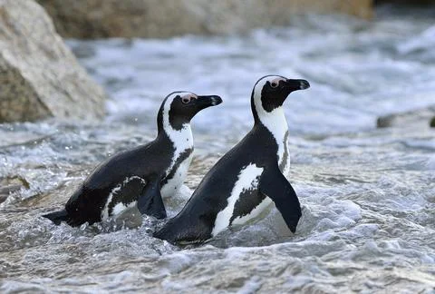 African penguins (spheniscus demersus) go ashore from the ocean. South Africa Stock Photos