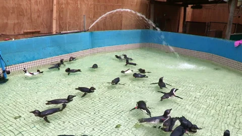 African Penguins swimming in a pool at wildlife rehabilitation center Stock Footage