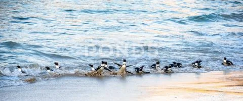 African penguins walk out of the ocean to the sandy beach. African penguin al Stock Photos