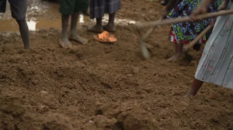 African People from Batwa Tribe Digging, Uganda, Africa Stock Footage 40919720