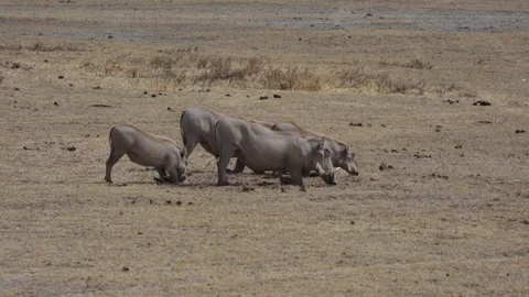 African pigs eating the grass Stock Footage 79504237