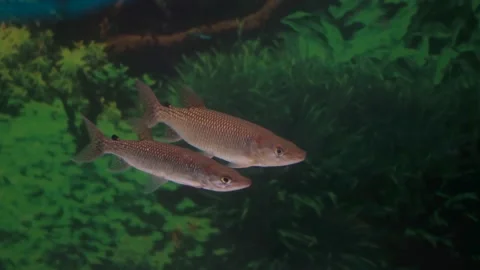 African pike two fish in an aquarium green background Stock Footage 297701207