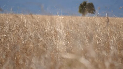 African plains Stock Footage 108128213