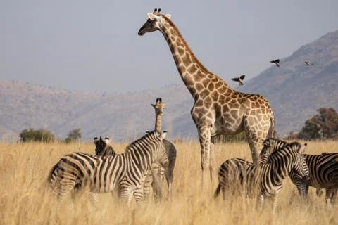 African Plains game scene with giraffe mother and calf, zebra and red billed  Stock Photos