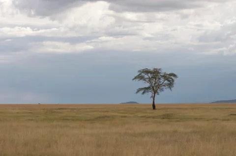 African plains 写真素材