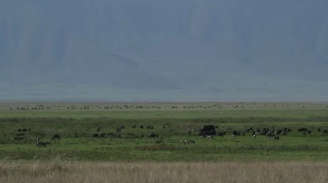 African plains teeming with wildlife Stock Footage 11289562