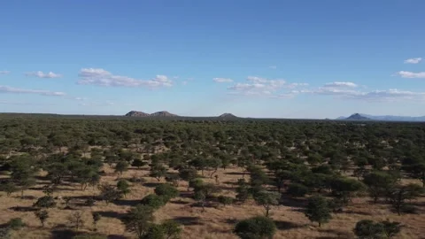 African plane Stock Footage 193408593