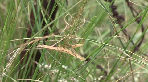 African Praying Mantis Vídeos de archivo 22251855
