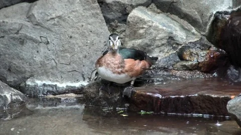 African Pygmy Goose stand on a rock Stock Footage