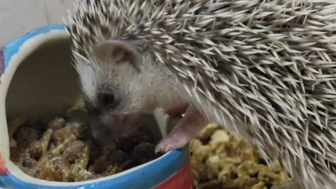 African pygmy hedgehog eats crispy worm. Stock Footage 307592818