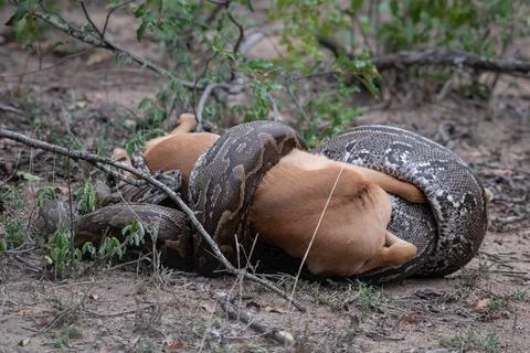 An African python, Python sebae, strangles an antelope 스톡 사진