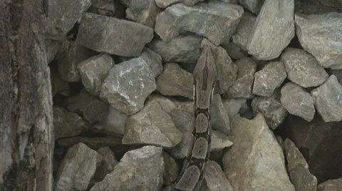 African python snake crawling on rocks 動画素材 54198006