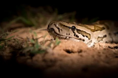 An African python's head, Python sebae, lit up by spotlight, tongue out Photos
