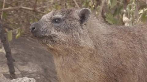 African Racoon 2 Stock Footage 116167983