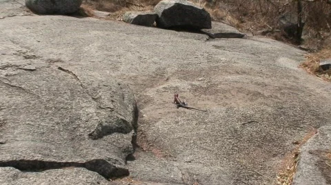 African Rainbow Lizard 01 Vídeo Stock 468067