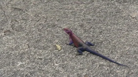 African Rainbow Lizard 02 Vídeo Stock 468068