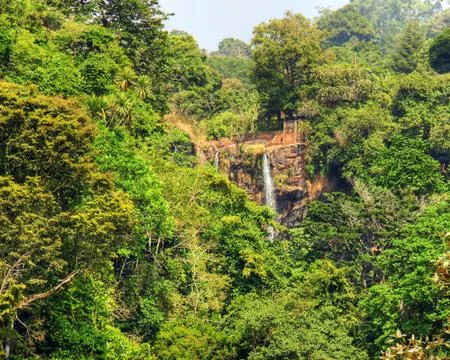 African rainforest Stock Photos