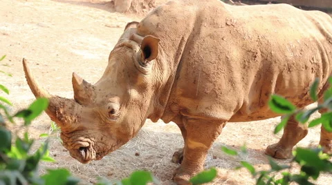 African Rhino Stock-Footage 48634728