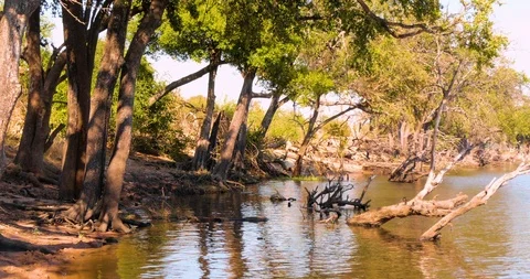 African River in Botswana Vídeo Stock 104991046