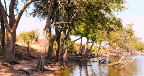 African River in Botswana Vídeo Stock 104991094