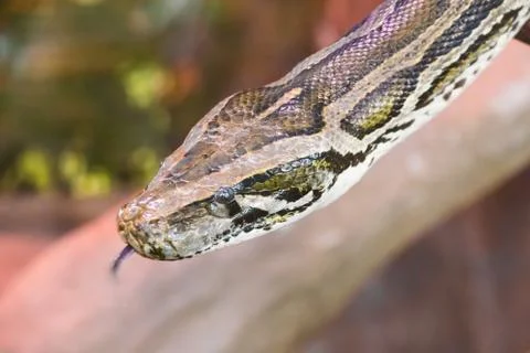 African Rock Python - Africa`s largest snake. (Python molurus) Foto stock