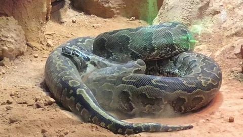 African Rock Python and Dust 스톡 동영상 98086273