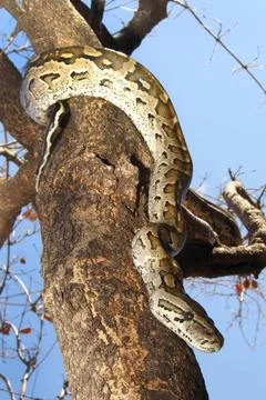 African Rock Python, Chobe National Park, Botswana African Rock Python, Py... Foto stock