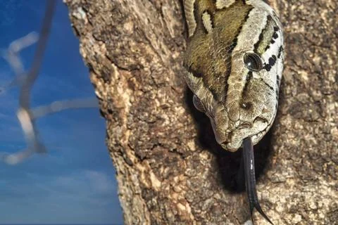 African Rock Python, Chobe National Park, Botswana African Rock Python, Py... 스톡 사진