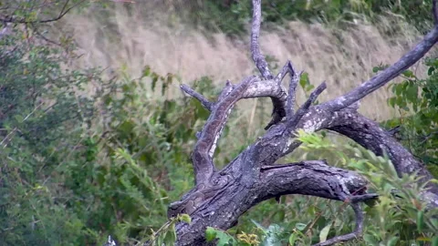 An African Rock Python coiled and camouflaged on a dead tree branch in the Video stock 315160933