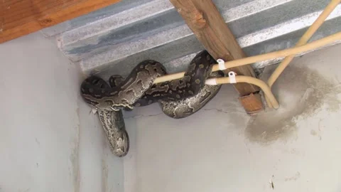 African rock python hiding in the corner of the room at a farm in Botswana 스톡 동영상 255683642