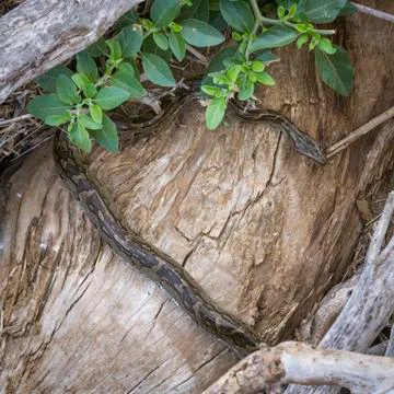 African rock python in Kruger National park, South Africa Foto stock