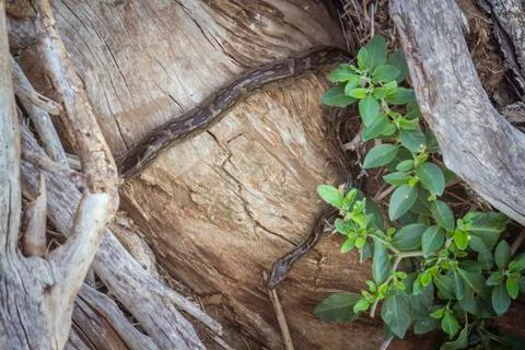 African rock python in Kruger National park, South Africa Foto stock
