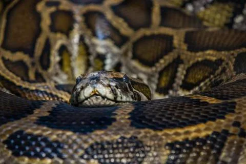 African rock python looking towards the camera Foto stock