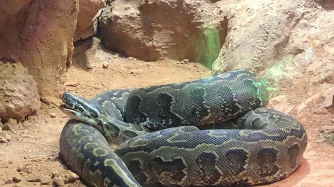 African Rock Python Moving Stock Footage 98087190