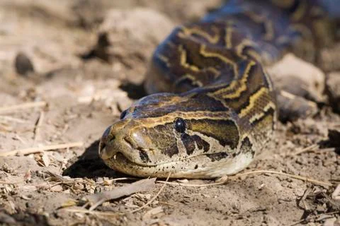 African Rock Python Python sebae on ground Djoudj National Park Senegal Africa Photos