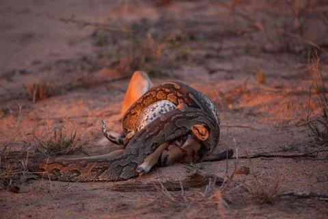 African Rock Python, Python sebae, constricts an impala, Aepyceros melampus 스톡 사진