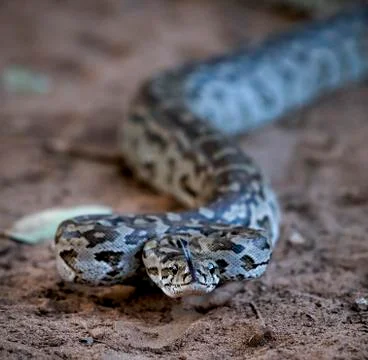 African rock python ready to strike Stock Photos