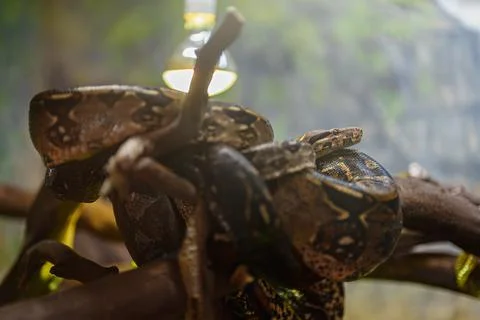 African rock python resting in the zoo. 写真素材