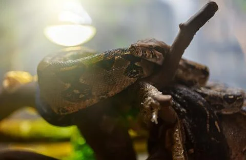 African rock python resting in the zoo. 写真素材