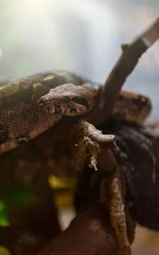 African rock python resting in the zoo. Stock Photos