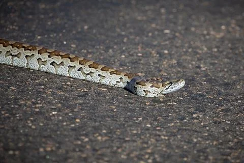 An African rock python taking a risk crossing the road in a game reserve. Stock Photos