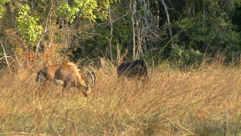 African Sable Feeding Video stock 106881983