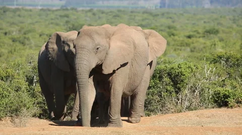 African safari - African elephants, Addo Elephant National Park, South Africa Stock Footage