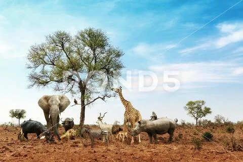 African Safari Animals Meeting Together Around Tree Stock Photos