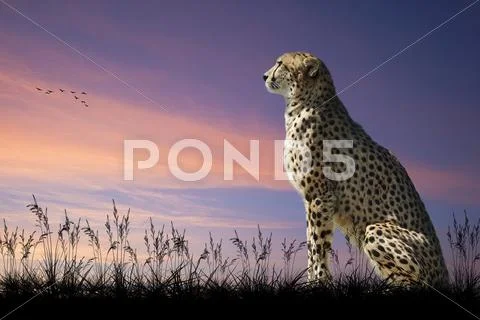 African safari concept image of cheetah looking out over savannnah Stock Photos
