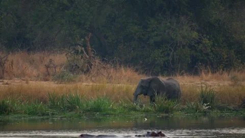 African Safari - Elephant Eats Along Nile River Bank Stock Footage 85000391