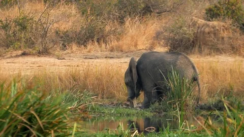 African Safari - Elephant Eats Along Nile River Bank 2 Stockbeeldmateriaal 85000414